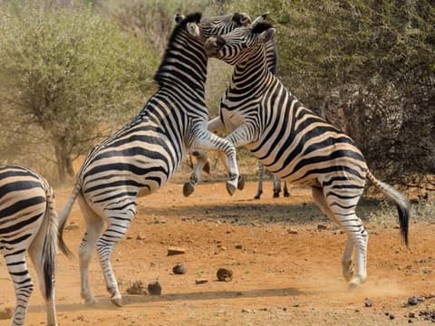 1 Night Safari Tsavo East