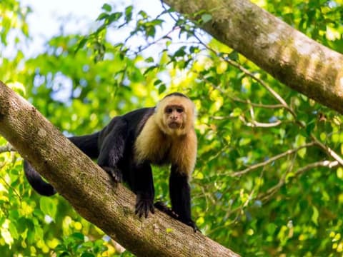 Essence of Costa Rica