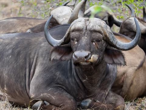 Wonders of Kenya 4x4 Jeep Safari