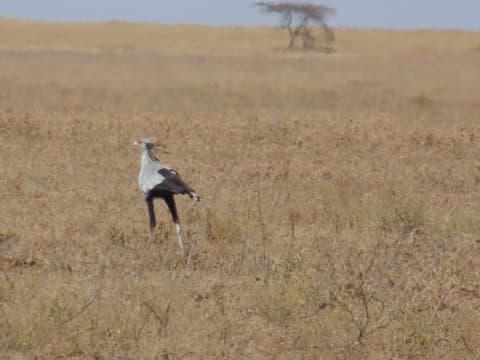 Sur Les pistes de Tanzanie, Ngorongoro