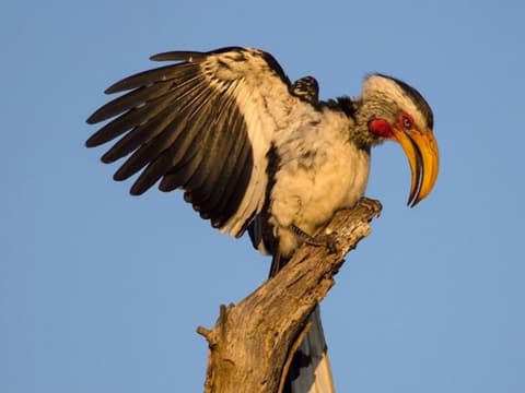 Wonders of Kenya 4x4 Jeep Safari