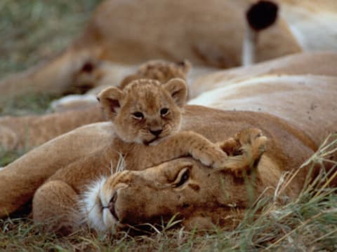 Combiné du Mara au Serengeti