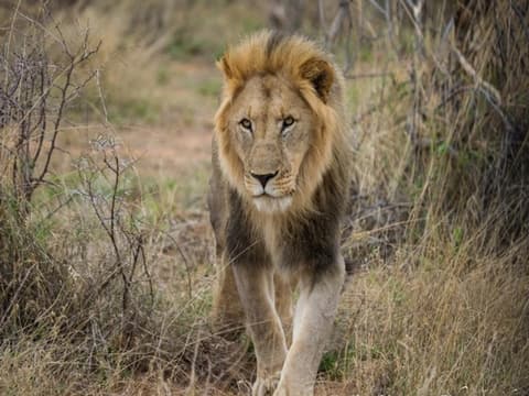 Southern Palms Beach Resort & 1 Night Safari