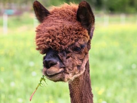 Circuit Pérou en solo