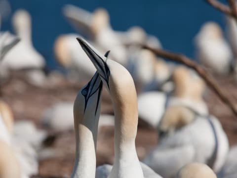 Le Québec Côté Mer avec location de voiture
