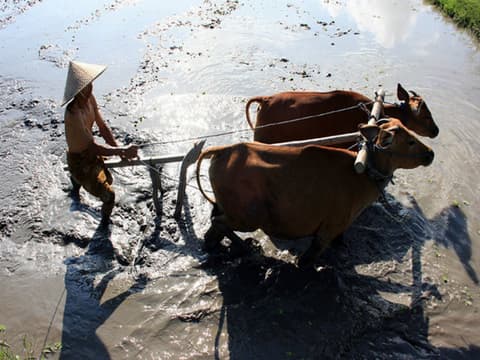 Bali Local Farming (Pranzo Incluso)