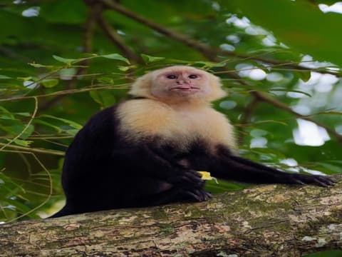 Beach Extension Coastal Paradise in Manuel Antonio