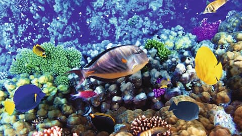 El Mar Rojo: SHARM EL SHEIK  Todo Incluido