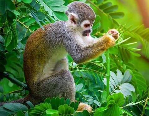 Kurztour "Amazon Evolução Ecolodge"