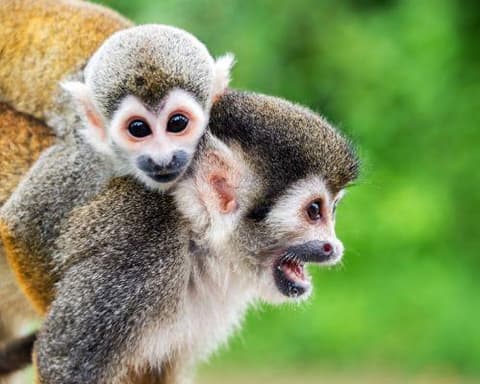 Plan Explora el encanto Amazónico