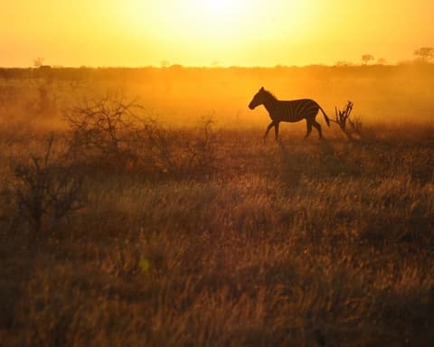 Safari "Savanne & Regenwald"