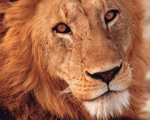 EXPERIENCE TANZANIA Sulle Orme della Grande Migrazione