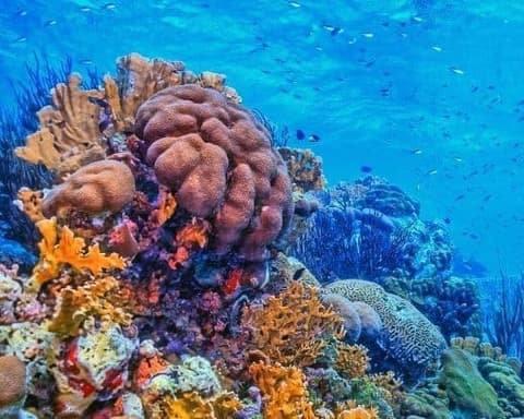 Lo Mejor de Honduras