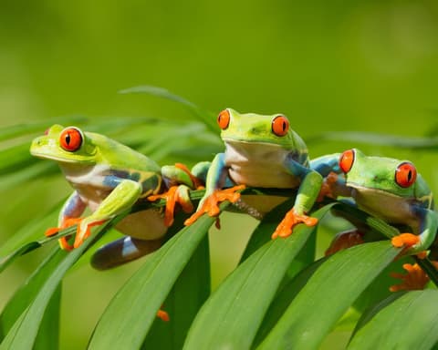 Mini Tortuguero desde San José - Costa Rica a la carta