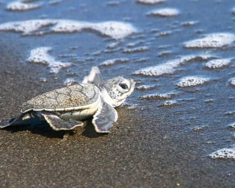 Luna de Miel en Familia en Costa Rica