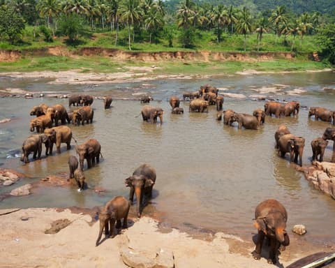 EXPLORE SRI LANKA, Antichi Regni e Natura Magica 
