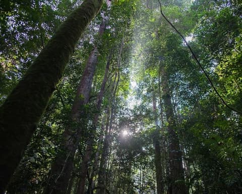 Kurztour "4 Tage Taman Negara"