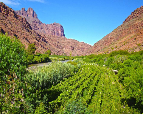 La Cuna del Singani” - Potosí - Sucre - Tarija