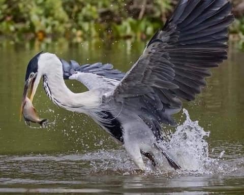 Pampas de Yacuma, paquete 3 días 2 noches