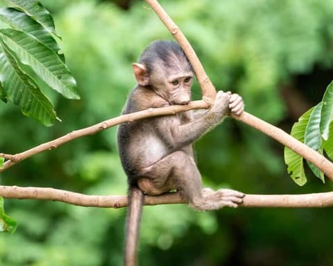 Safari "Tansania - auf der Pirsch am Kilimanjaro"