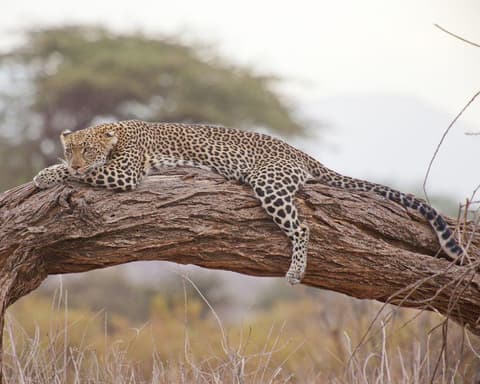 EXPLORE KENYA Sulle Orme dei Grandi Mammiferi