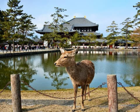 Circuito O Melhor do Japão - Outubro
