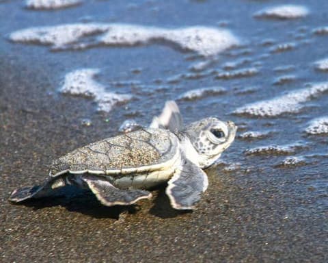 Tortuguero con Manuel Antonio - Fly & Drive