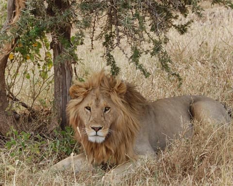 Safari "Mini Tansania"