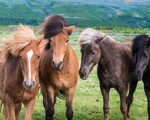 EXPLORE ISLANDA Incanto Nordico