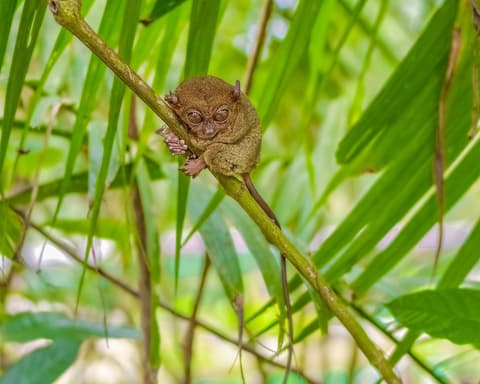 Privatrundreise "Zentral-Philippinen Highlights"