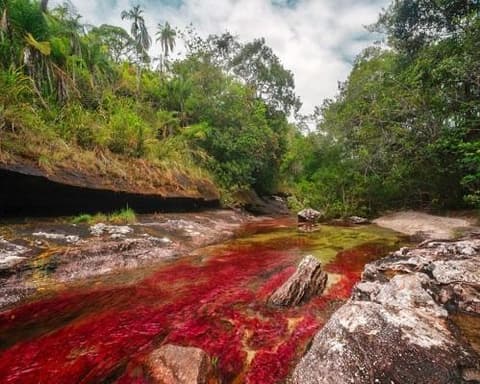 La Macarena - Caño Cristales