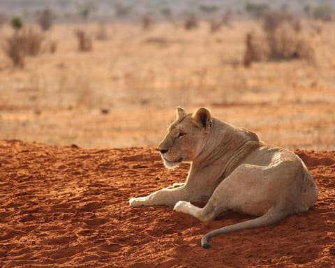 Safari "Savanne & Regenwald"