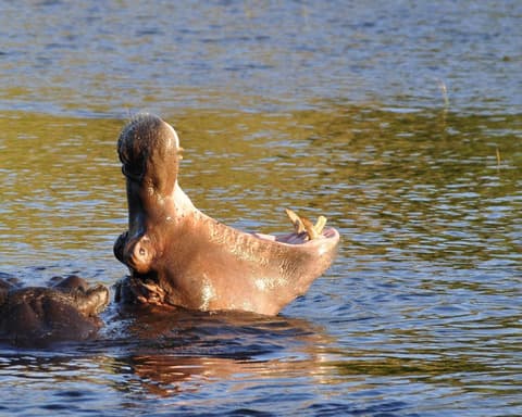 2 notti Victoria Falls