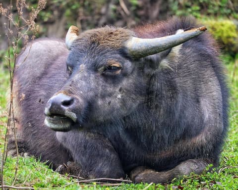 Private short trip "Sapa individual"