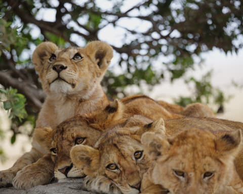 Safari "Mikumi & Ruaha Nationalparks"
