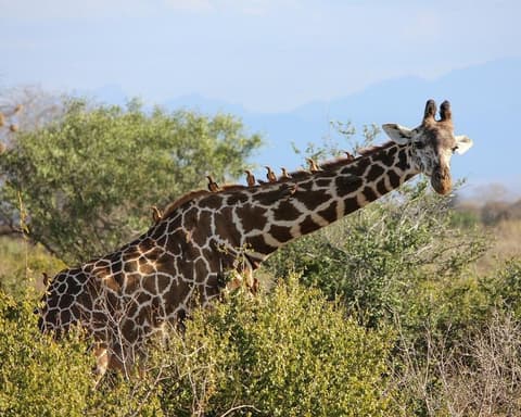 Safari "Savanne & Regenwald"