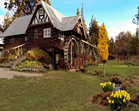 Tulipanes en Trevelin - 10 OCT