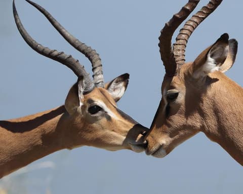 Safari "Tansania - auf der Pirsch am Kilimanjaro"