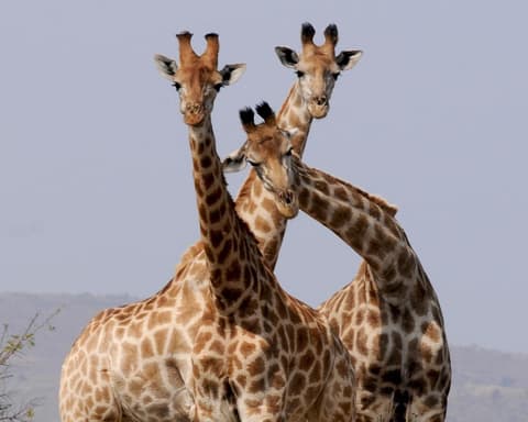 Safari "Südafrikas Wildparks"