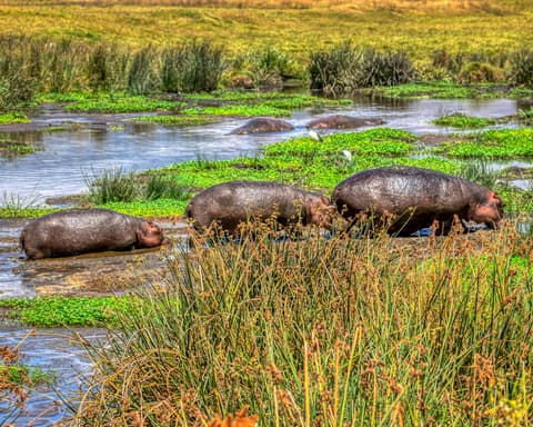 Safari "Ngorongoro und Serengeti Nationalpark" 