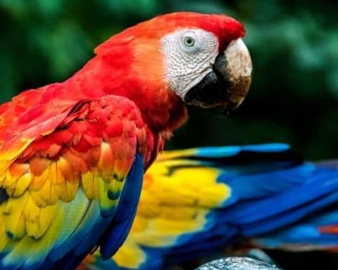 Lo Mejor de Honduras