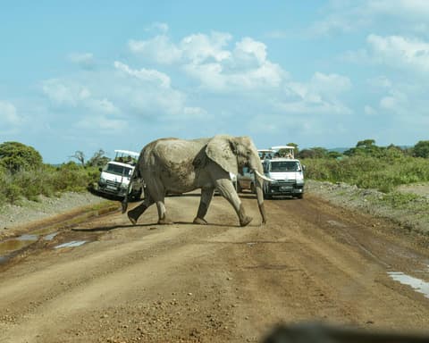 Safari "8 Tage Safari Abenteuer" (ab/bis Mombasa)