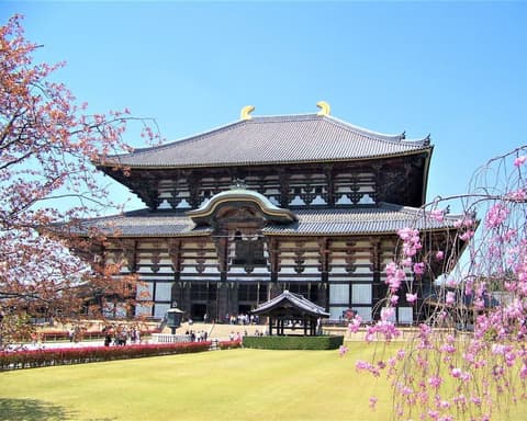 EXPLORE GIAPPONE I Colori dello Shibazakura