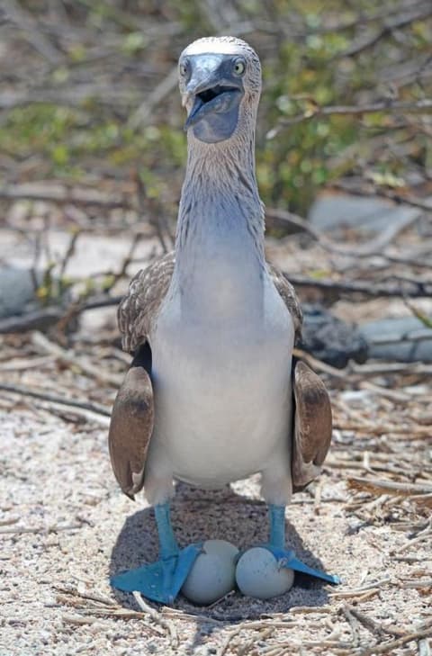 Rundreise "Galapagos Island Hopping"