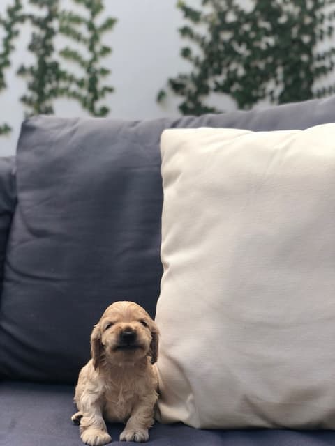 Cosmopolitano Hotel Boutique, Room