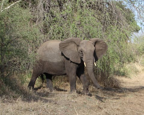 Reservas Privadas Sudáfrica Opción 2