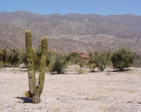 Antofagasta de la Sierra - Tierra de Volcanes & Salares