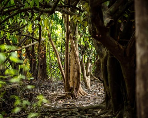 Inírida Tras las Huellas de Humboldt 2026