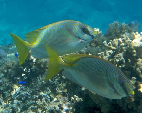 Fiyi de Ensueño: Lujo, Naturaleza y Cultura en las Islas del Paraíso