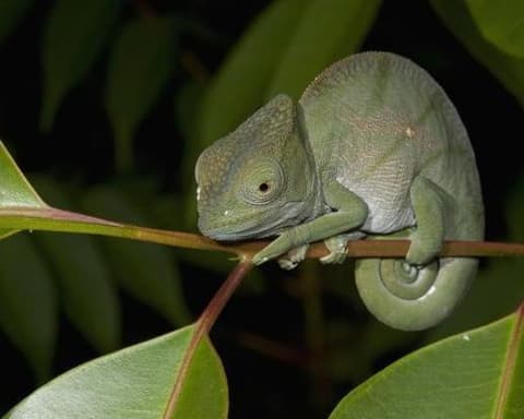 ESENCIAS DE MADAGASCAR